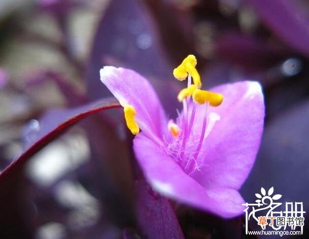 花香可预防呼吸疾病 【兰花】紫罗兰花有毒吗，紫罗兰可以放室内吗