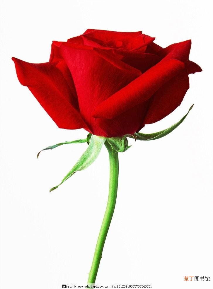 【图片】清新一朵玫瑰花图片