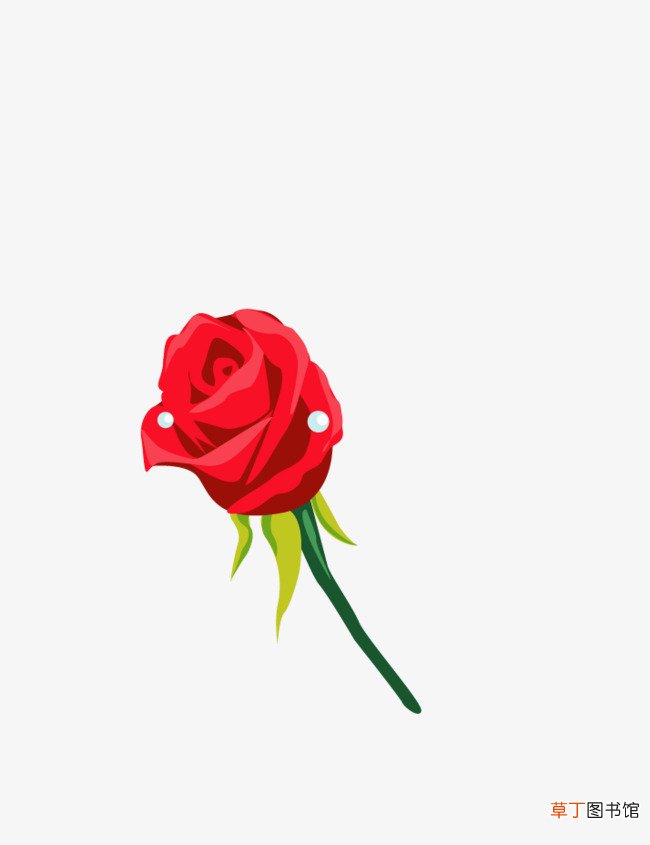 【图片】清新一朵玫瑰花图片
