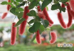 【生长】猫尾红的栽种知识：猫尾红的生态习性和对生长环境的要求