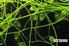 【植物】捕虫速度最快的植物——狸藻