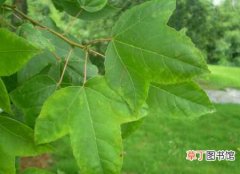 【香】枫香树如何种植？枫香的种植方法和繁育造林技术