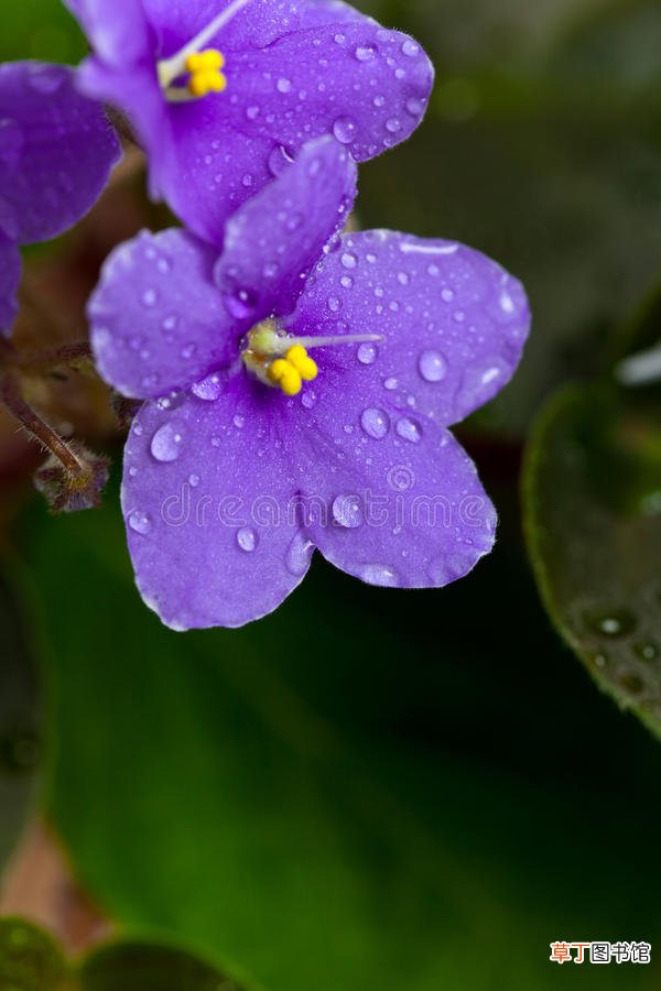 【紫罗兰】紫色紫罗兰花图片大全