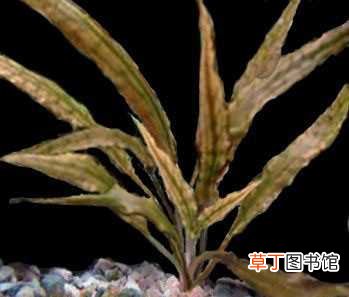 【植物】鱼缸水生植物波浪椒草的养殖方法和注意事项