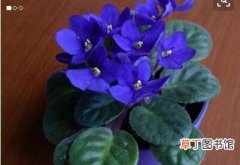 【兰花】紫罗兰花叶图片大全