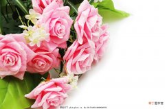 【图片】最漂亮的玫瑰花图片大全