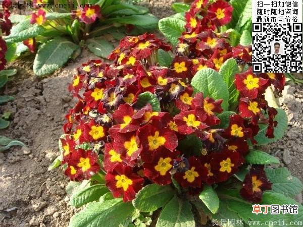 【种子】报春花种子图片