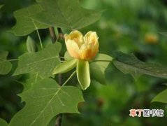 【种植】鹅掌楸如何种植？鹅掌楸的种植方法和栽培技术