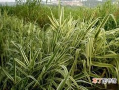 【花叶芦竹】花叶芦竹的繁殖方法和栽培技术介绍
