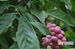 【作用】大叶木莲的作用用途有哪些？