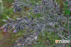 【种植】滇紫草的种植方法和栽培技术