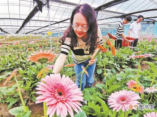 三明建宁：游客在采摘非洲菊