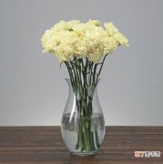 【室内】黄康乃馨室内植物图片