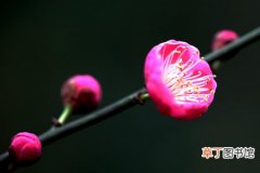【品种】梅花品种及介绍