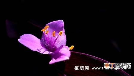 紫竹梅 【图片】紫鸭跖草花图片