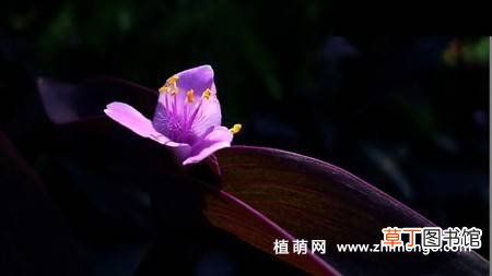 紫竹梅 【图片】紫鸭跖草花图片