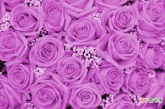 【紫色】好看的紫色玫瑰花图片大全