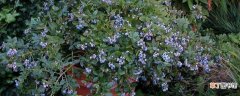 【蓝莓】家庭蓝莓盆栽种植方法