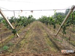 【种植】水蜜桃的种植技术：是蜜桃的种植技术详解