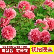 【牡丹花】盆栽四季牡丹花图片