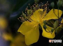 【生长】黄海棠怎么栽种？黄海棠的生态习性哦和对生长环境的要求