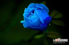 【玫瑰花】三朵蓝玫瑰花图片个人