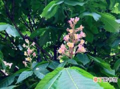 【七叶树】红花七叶树的生态习性和对生长环境的要求