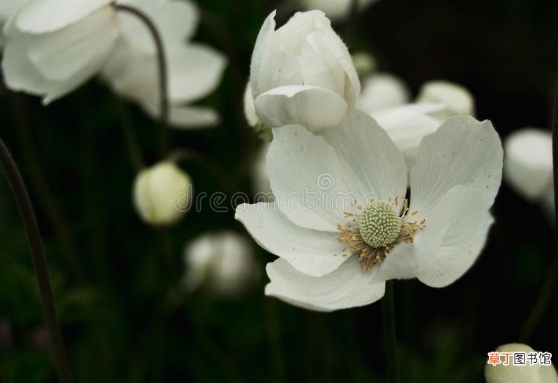 【莲花】白色银莲花图片