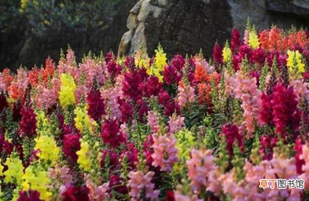 【颜色】假龙头花有几种颜色，龙头花与假龙头花区别