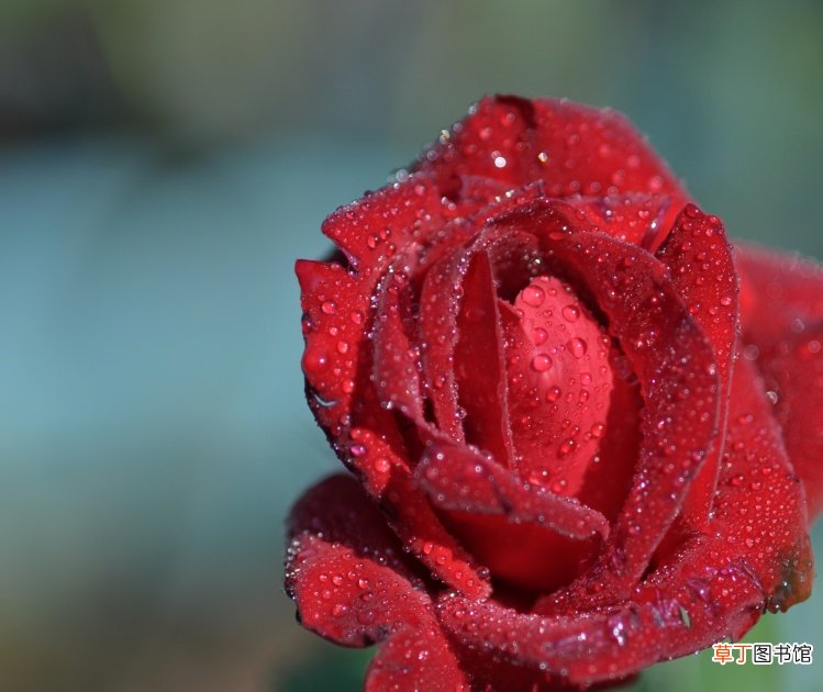 【图片】世界上最美玫瑰花图片大全
