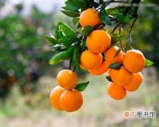 【生长】柑橘树怎么栽种？柑橘的生态习性和对生长环境的要求