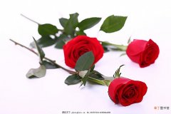 【图片】漂亮的玫瑰花朵图片