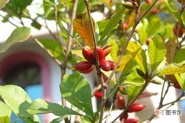 【种植】你知道在家里怎么种植神秘果吗？这样种出来的的神秘果又大又红！