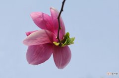 【花】紫玉兰单个花图片