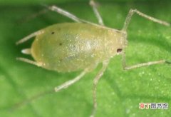 【病虫害】萱草的病虫害防治方法详解，六种常见病虫害的预防和治疗技巧需了