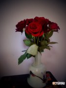 【图片】一朵带水的玫瑰花图片