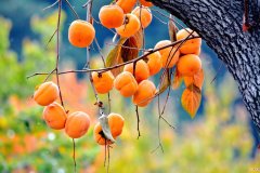 【种植】柿子树要几年才能结出美味柿子？种植的方法原来那么简单！