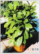 【图片】植物革叶榕图片：革叶榕的形态特征介绍