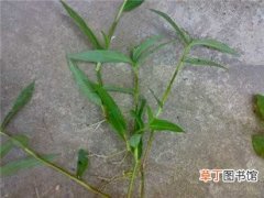 【水竹】水竹叶的主要分布区域和农业危害介绍