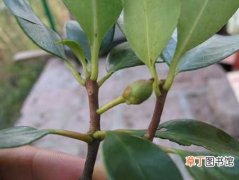 【树】厚皮香树的种植栽培技术和养护管理要点