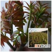 【香椿】香椿树繁殖方法——种子播种、根芽分株、根插法和枝条扦插