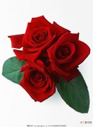 【图片】玫瑰花图片唯美一朵带字