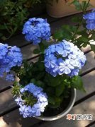 【花】蓝雪花的繁殖方法介绍——扦插、分株法和播种