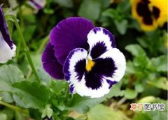 【花卉】花卉植物三色堇的养殖方法