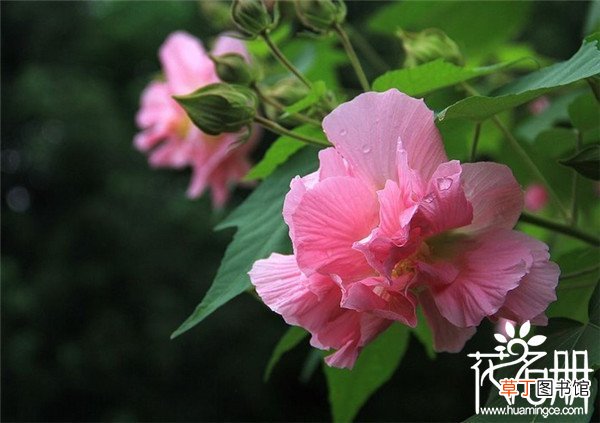 【生长】芙蓉花什么时候开，有稳定的生长环境可全年开花