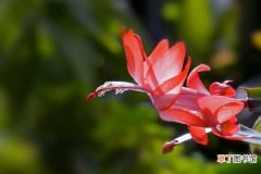 【花】蟹瓜兰开花期间怎么养，控制浇水停止施肥