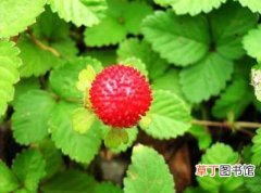 【种植方法】蛇莓的种植方法和栽培技术