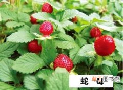 【种植】蛇莓的分布区域和种植区域介绍