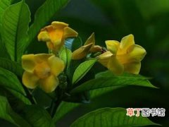 【种植】黄蝉花的种植方法和栽培技术