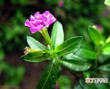 【种植】紫雪茄花的生态习性和种植栽培技术